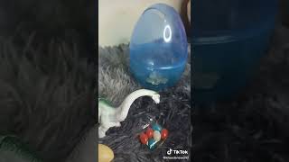 Dino Egg Toy Unboxing - Khaeden's Minivlog with voice over