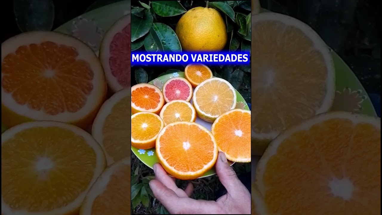LARANJA - TODOS os TIPOS de LARANJA