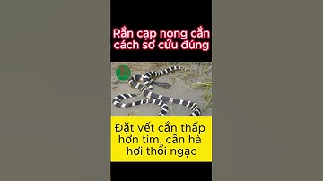 Cách sơ cứu khi bị rắn cạp nia cắn #shorts  #randoc