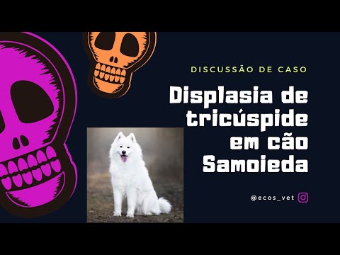 Vídeo: Displasia da Valva Tricúspide em Cães e Gatos