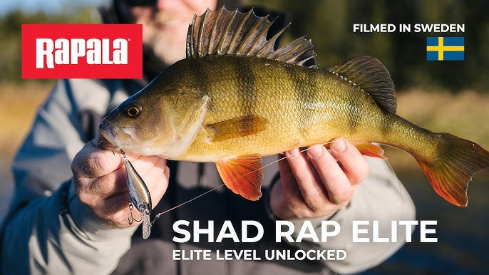 Rapala Fiberglass Shad Rap Rod vs Shad Rap Rod ! 