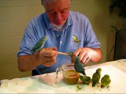 Baby Parrotlet Feeding Party