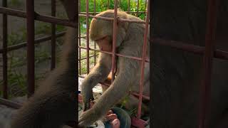#cuetmonkey #monkey #youtubeshorts #foryou #shorts