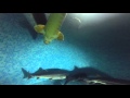 осетры самки подводная съемка