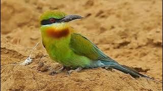 MASTERAN GACOR & PIKAT BURUNG KIRIK KIRIK SUARA PANCINGAN PARK 13 | KICAU MERDU ASLI SUARA BURUNG