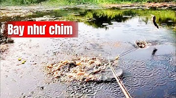 Câu cá lóc rừng U Minh Thượng (tập 226) #huukhuynhkiengiang