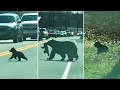 Ozzy Man Reviews: Mama Bear vs Traffic Jam