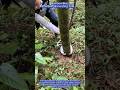 Bamboo Boss | Effortless Harvesting Tool 🎋