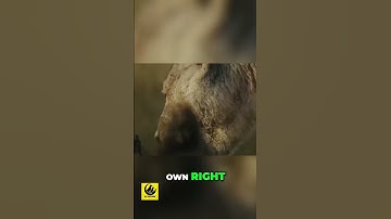 Hyenas - The Unseen Masters of the Hunt