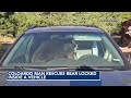 Colorado man rescues bear locked inside a car