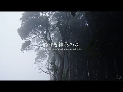 霧深き神秘の森 環境音 | 3時間 ambient sound |  ASMR | 睡眠