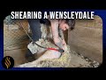 Shearing a curly long wool wensleydale