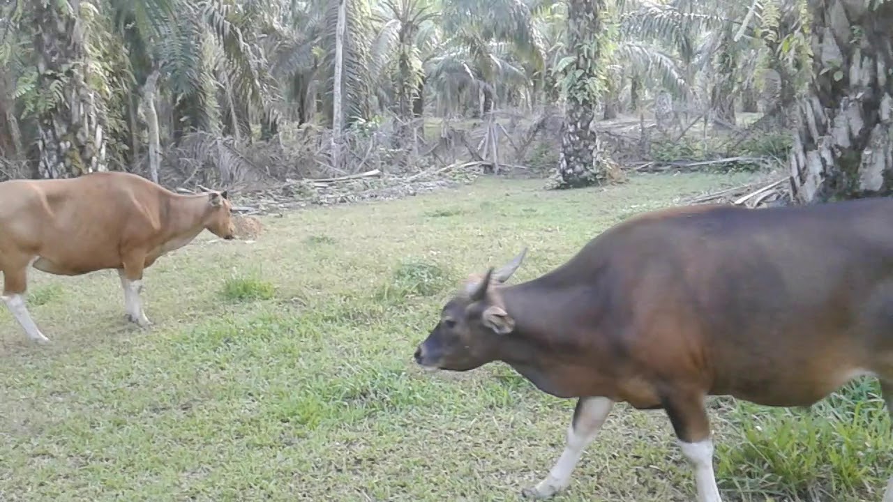 Sapi Bali Lahap Makan Rumput Dan Minum Air Garam - YouTube