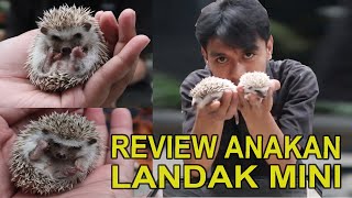 ANAK ANAK LUCU LANDAK MINI