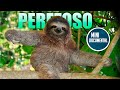 Perezoso (folívoros) mini documental