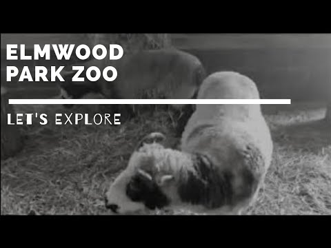 Trip to Elmwood Park Zoo🦒| Vlog1