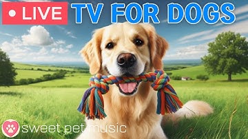 🔴24 Hours of Dog TV🎵🐶Calming Music for Dog Sleep🐾🩷Soothing Music for Dogs with Stress and Anxiety