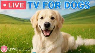 24 Hours Of Dog Tvcalming Music For Dog Sleepsoothing Music For Dogs With Stress And Anxiety