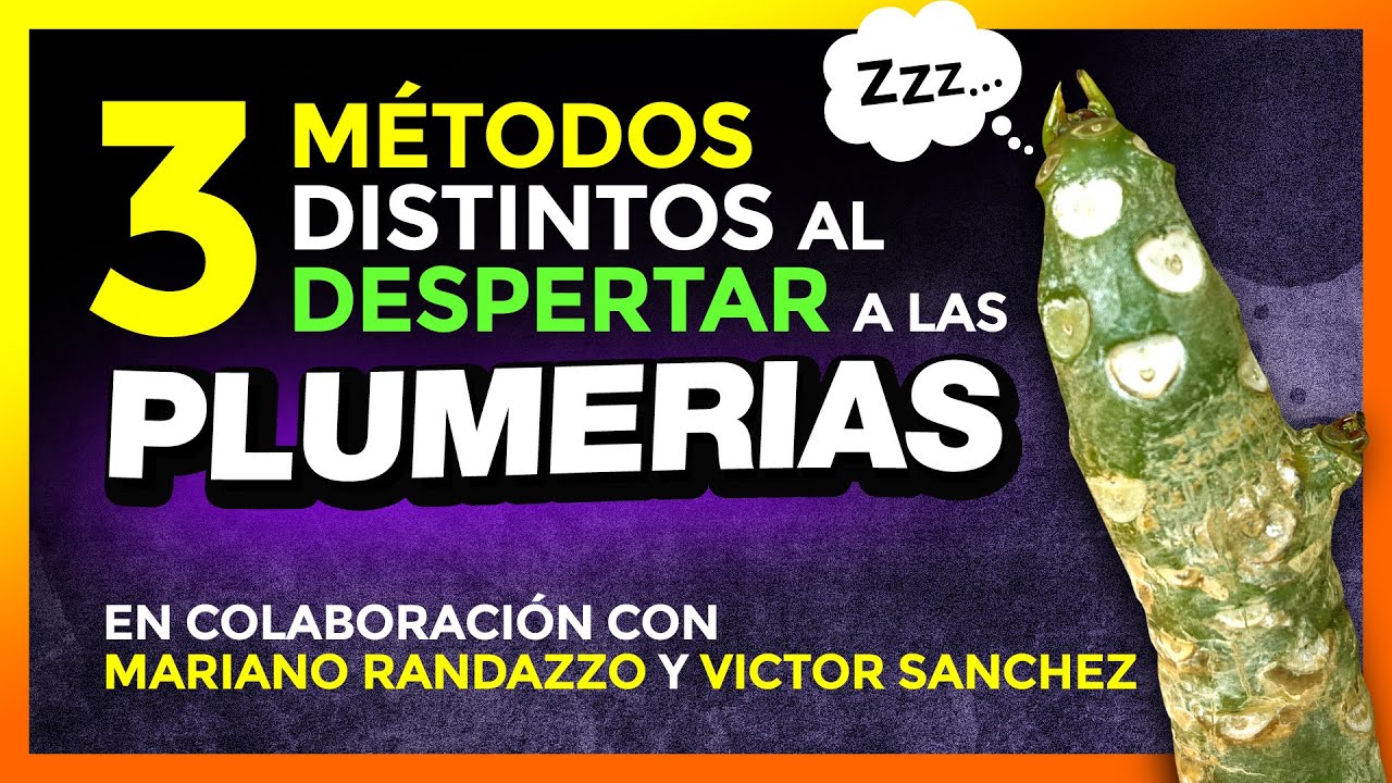 😴 DESPERTANDO a las PLUMERIAS 🌱 (Video Blog) - #plumerimax #plumerias