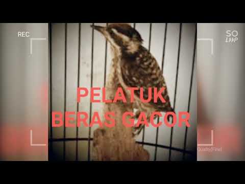 SUARA BURUNG PELATUK BERAS JERNIH UNTUK MASTERAN