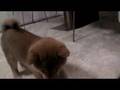 My lovable pup (Japanese Shiba-dog)