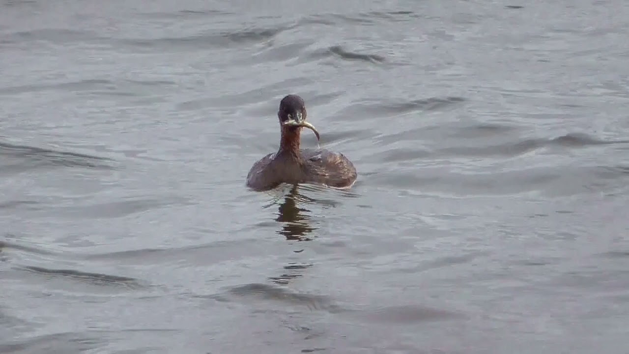 Bird Behaviour 2015 BB9Rev1