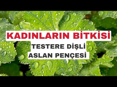 Testere Dişli Aslanpençesi Faydaları Nelerdir? #ModernAktar #TestereDişliAslanpençesi