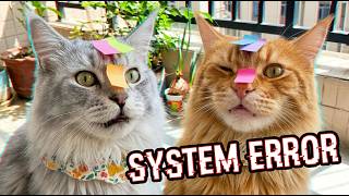 Maine Coon system has crashed! 😂 Sticky note challenge 🚨 #cat #cutecat #funny #funnycats #kitten