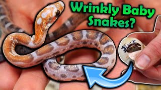 Baby *Scaleless* Rat Snakes Hatching!!