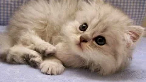 Video 562931: shaded silver persian kitten, male silver persian kitten, dolls cattery
