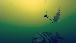 Can’t BELIEVE I got this on film! Sheepshead fishing using my GoPro Hero 8.