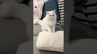I challenge anyone to find a better biscuit maker 🧑‍🍳😂#biscuits #funny #cutevideo #animallovers