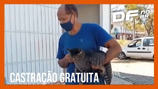 Gdf Abre Mais De 18 Mil Novas Vagas Para A Castrao Gratuita De Ces E Gatos