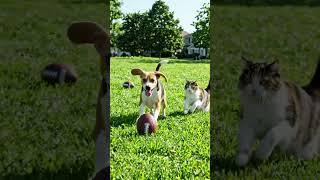 #vairal Video #catandDog