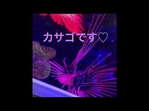 色鮮やかで可愛い海水魚 Youtube 色鮮やかで可愛い海水魚 Youtube