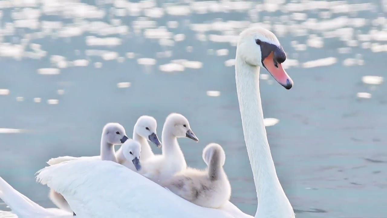 A peaceful morning at Beilonghu Wetland Park — swans and their babies gliding into the new day.