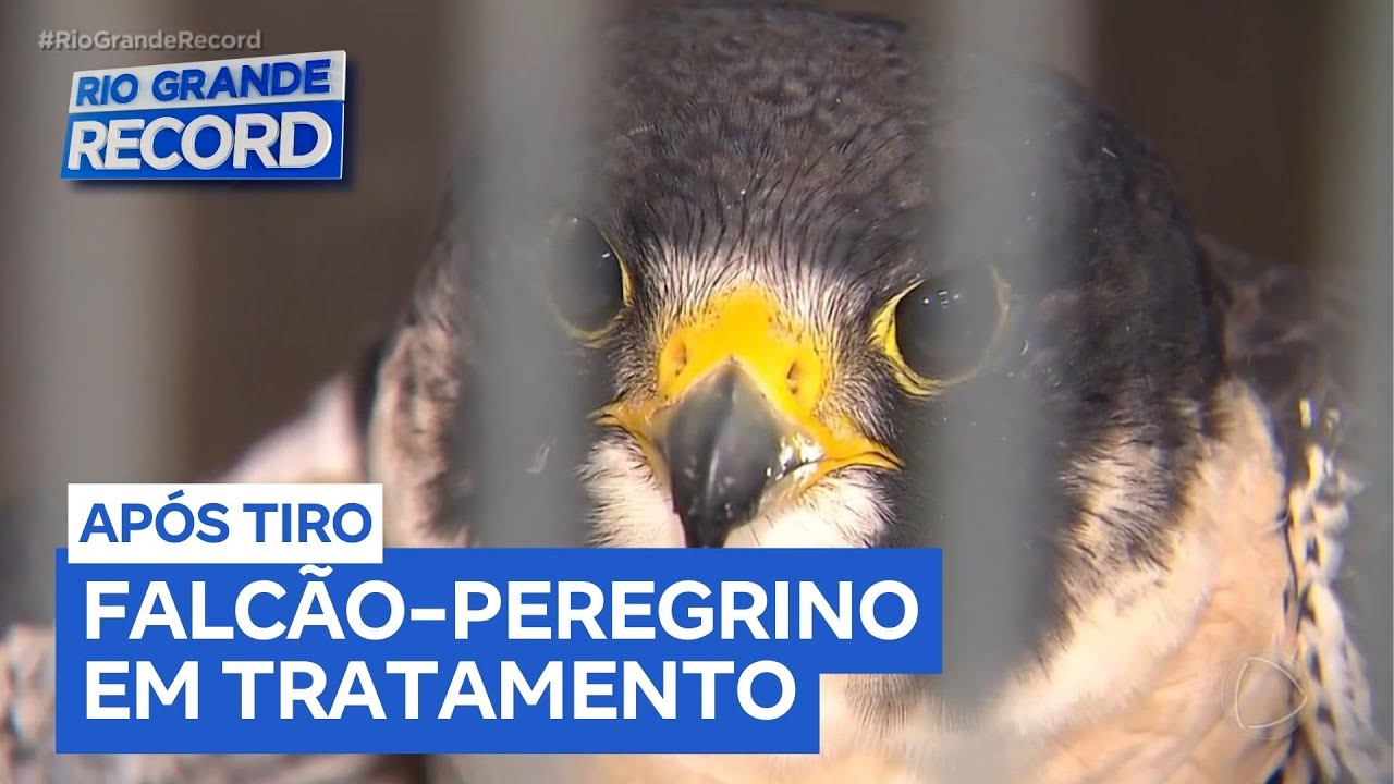 Falcão-peregrino ferido é resgatado em Novo Hamburgo (RS)