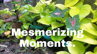 Mesmerizing Moments by Meryos TV 17 views 2 years ago 3 minutes, 13 seconds