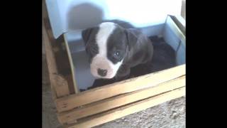 Demon Pitbull Standford