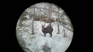 射撃のプロが見せるこれが７ｍｍライフルマグナム射撃だ！ screenshot 4