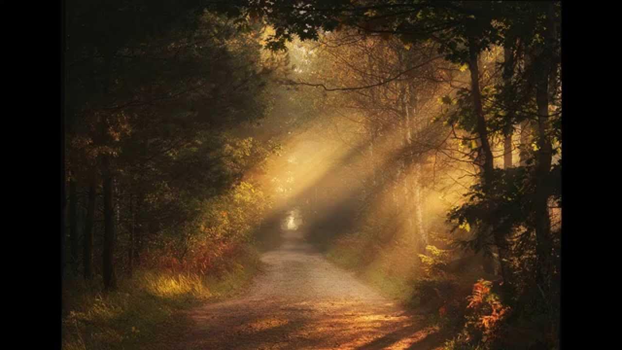 Ночное шоссе. Лесная дорога. Горная дорога ночью. Дорога в лесу. Дорога свет озарил.