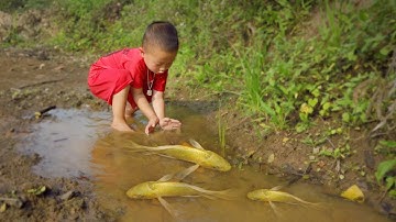 Bắt con cá vàng bị mắc kẹt ở vũng nước cạn
