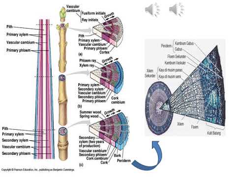 Video: Dalam pteridophytes tidak ada xilem?