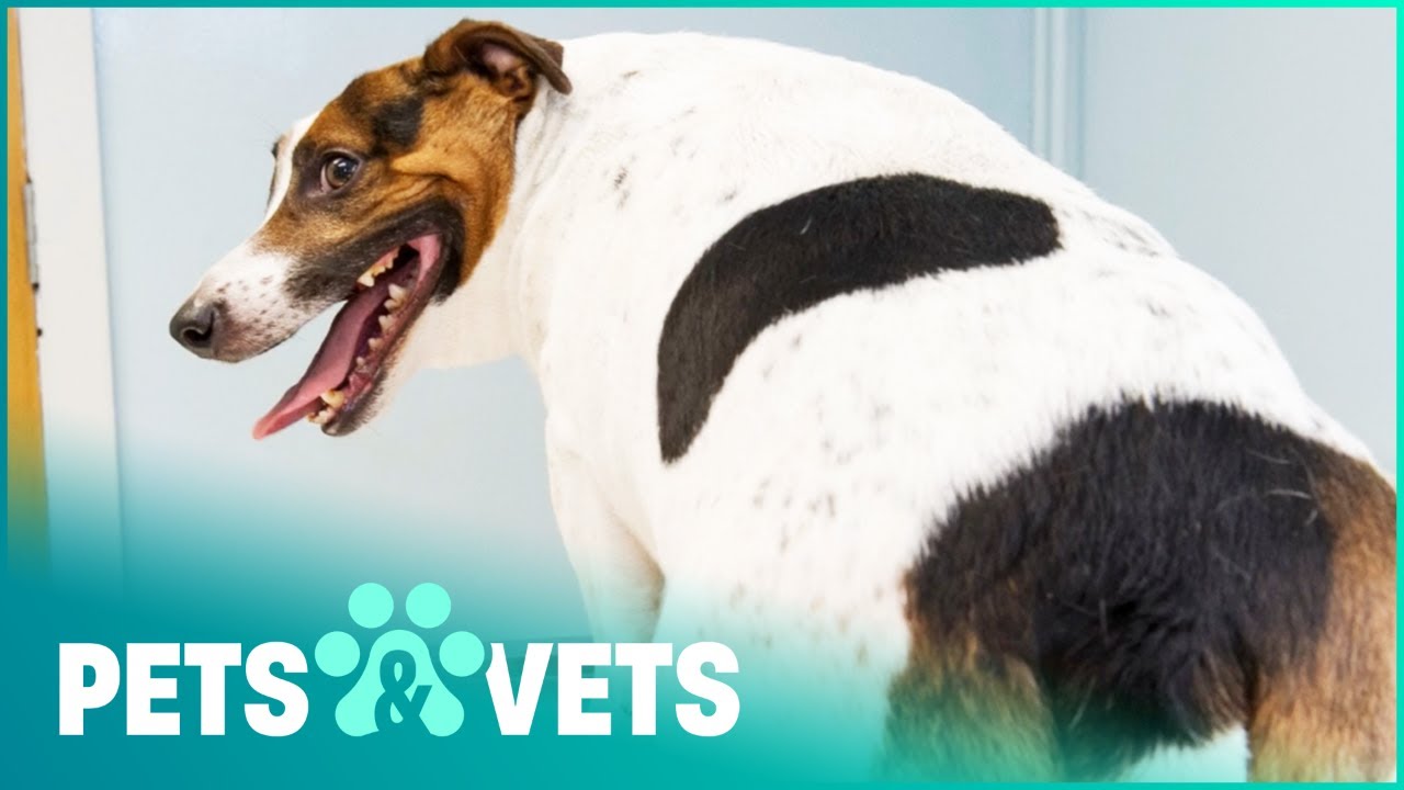 Big And Greedy Jack Russell Weighs 30 Pounds! Fat Pets YouTube