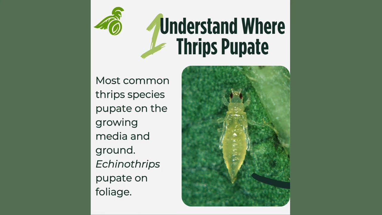 Struggling to manage thrips in their hidden stages?