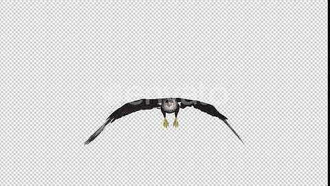 Caracara Hawk - 4K Flying Loop - Front View | Motion Graphics - Envato elements