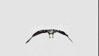 Caracara Hawk - 4K Flying Loop - Front View | Motion Graphics - Envato elements