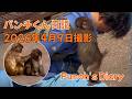パンチくん 日記【2026年4月9日】市川市動植物園 Punch the monkey