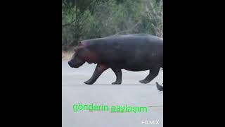 Aslanlar Bufaloya Yol Veriyor