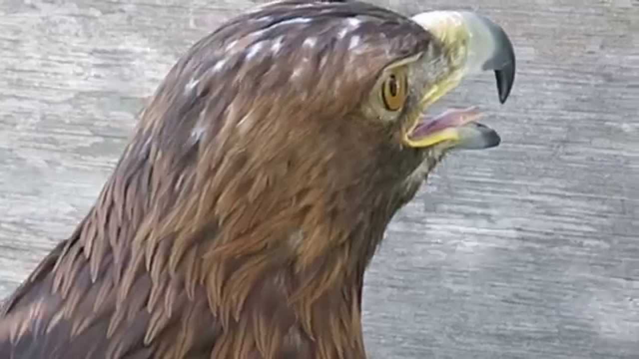 ニホンイヌワシ 天然記念物 Japanese Golden Eagle Youtube